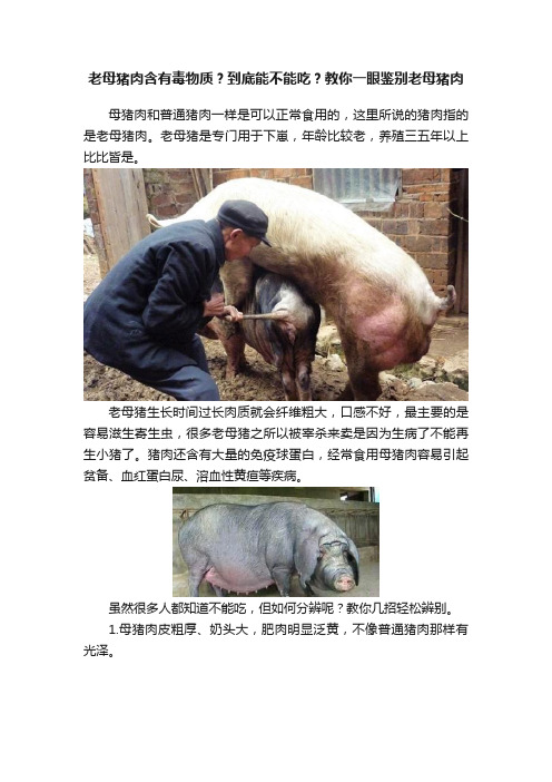 老母猪肉含有毒物质？到底能不能吃？教你一眼鉴别老母猪肉