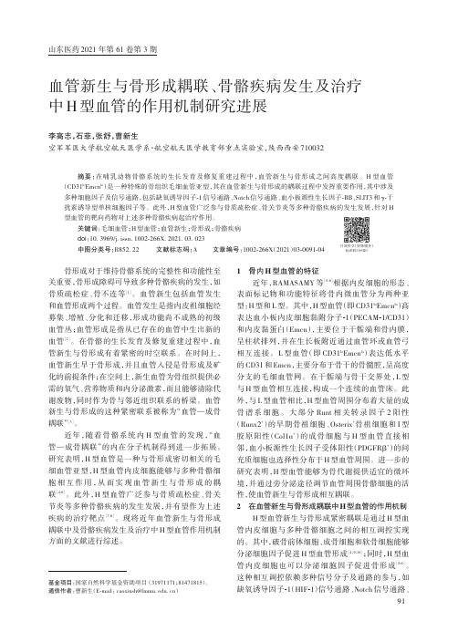 血管新生与骨形成耦联、骨骼疾病发生及治疗中H型血管的作用机制研究进展