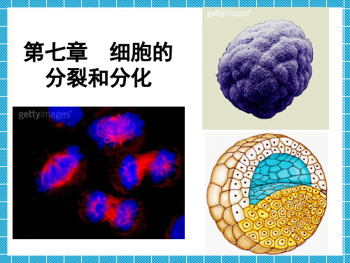 生殖和生命的延续