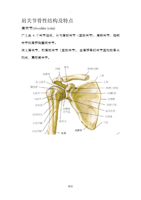 肩关节骨性结构及特点