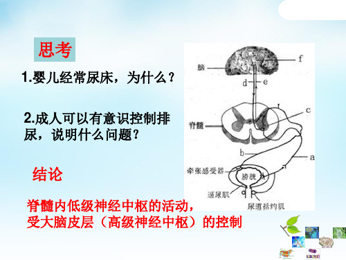 2.3神经调节与体液调节的关系课件
