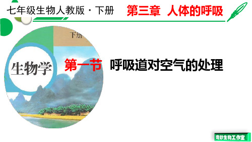 4.3.1 呼吸道对空气的处理 课件 人教版七年级生物下册