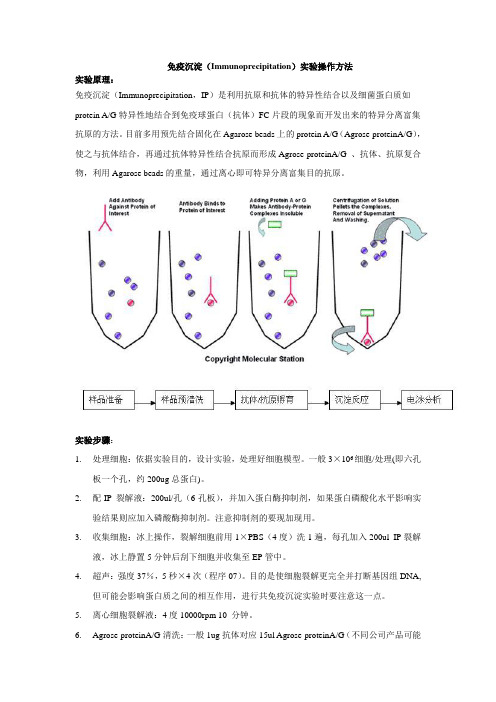 免疫沉淀(Immunoprecipitation)实验操作方法