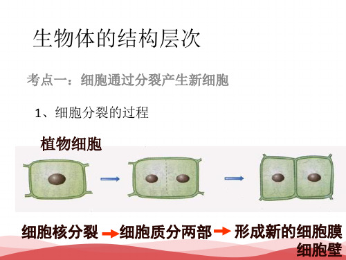 初中生物 生物体的结构层次(复习)PPT课件