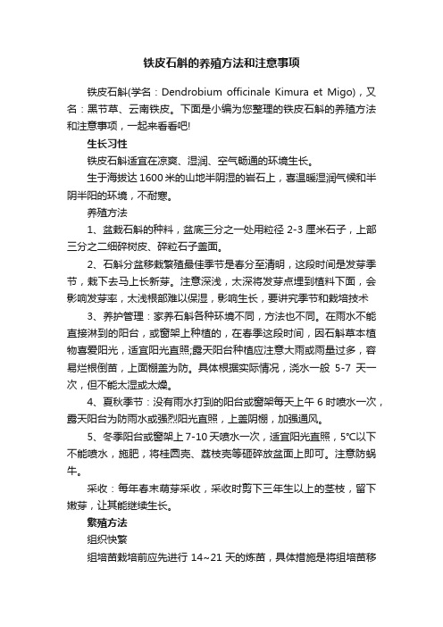 铁皮石斛的养殖方法和注意事项