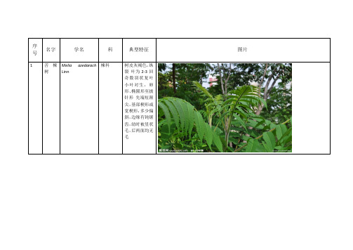 大学校园植物认识