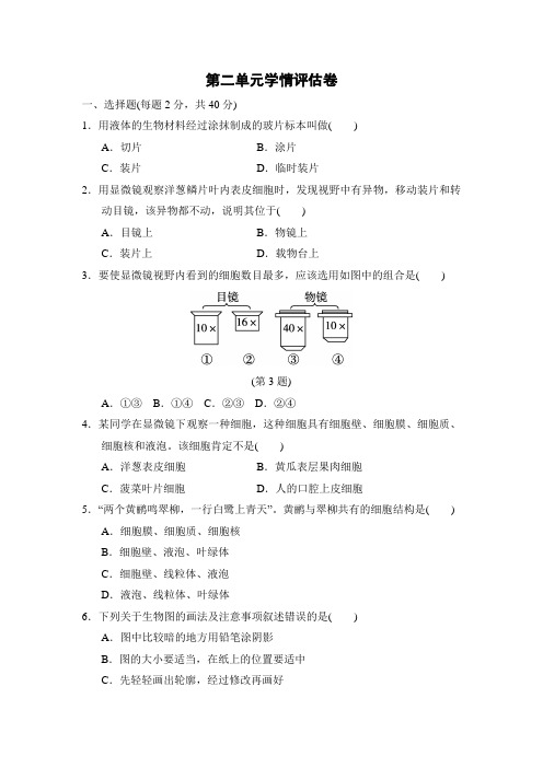 人教版生物七年级上册第二单元 生物体的结构层次 学情评估卷(含答案)