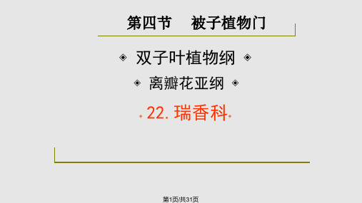 药用植物学与生药学瑞香科桃金娘科PPT课件