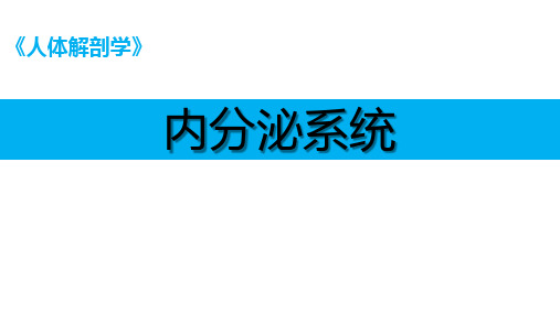 人体解剖学课件：内分泌系统