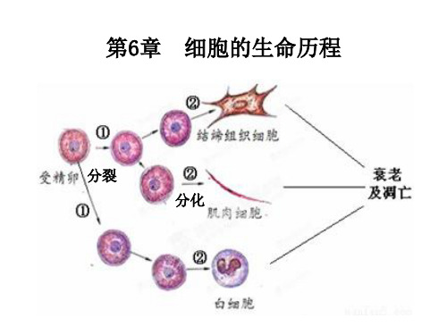 细胞的增殖 课件【新教材】人教版(2019)高中生物必修一