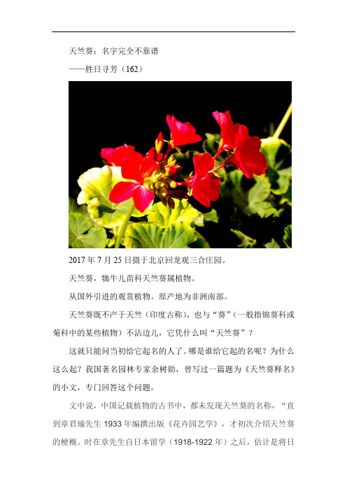 天竺葵——胜日寻芳(162) 有图