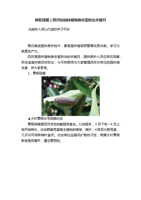 树医提醒丨四月份园林植物病虫害防治关键月