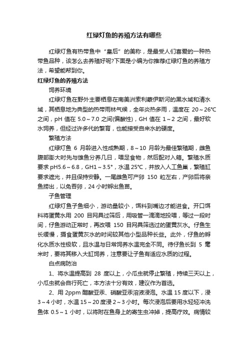 红绿灯鱼的养殖方法有哪些