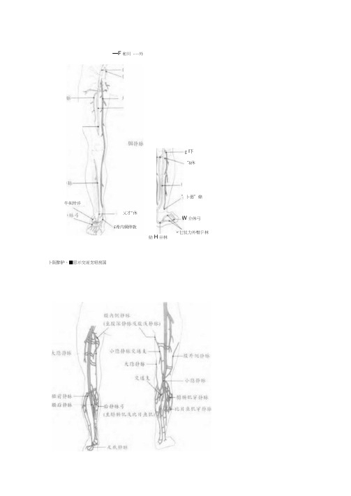 下肢血管解剖图