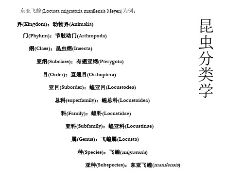 昆虫分类学