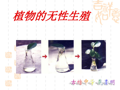 初中八年级(初二)生物 植物的无性生殖