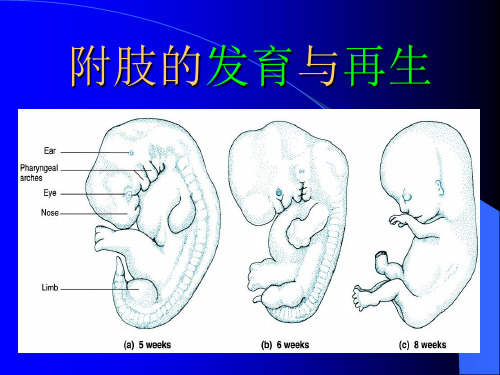 发育生物学 附肢的发育与再生