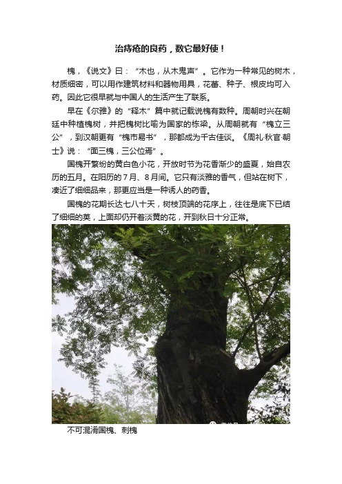 治痔疮的良药，数它最好使！