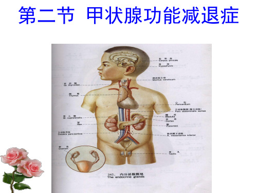 甲减ppt课件