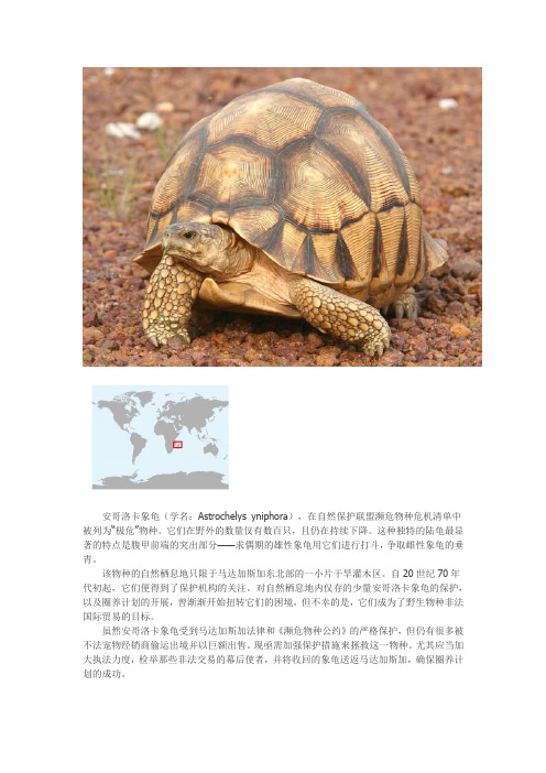 安哥洛卡象龟(AngonokaPloughshare Tortoise)