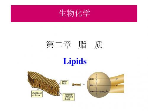 2012生物化学脂质9.20