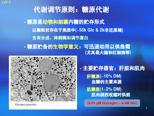 糖原代谢及其调控精品PPT课件