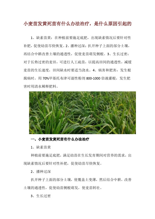 小麦苗发黄死苗有什么办法治疗,是什么原因引起的