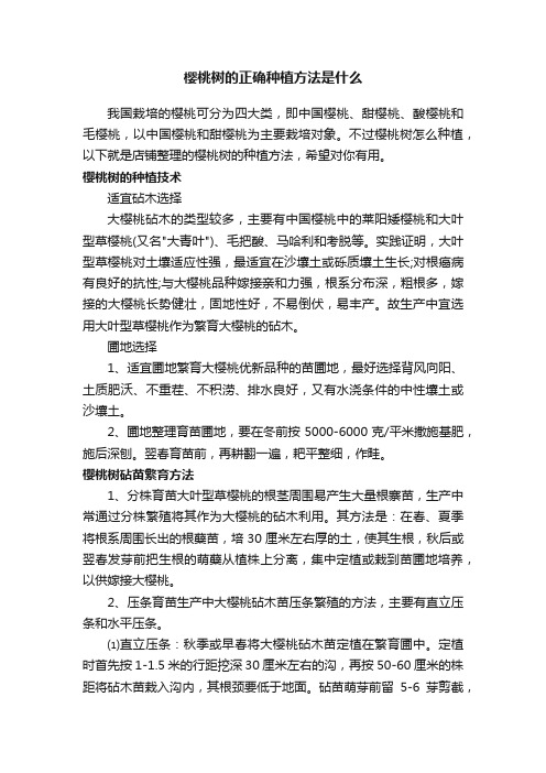 樱桃树的正确种植方法是什么