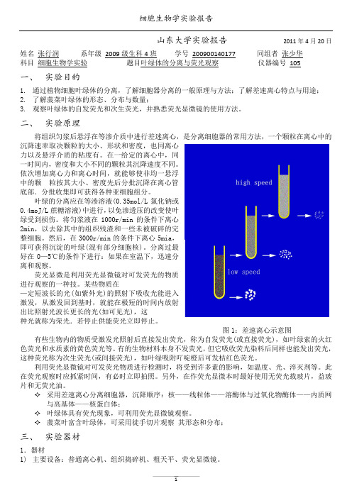 叶绿体的分析与荧光观察