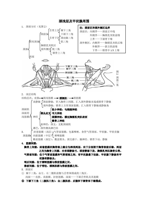 局部解剖学 重点 总结