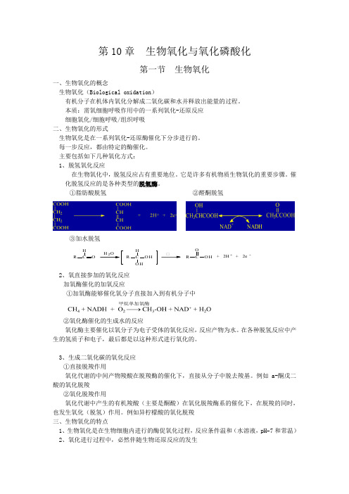 第10章  生物氧化与氧化磷酸化