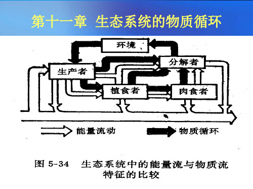 生态学第11章 生态系统的物质循环