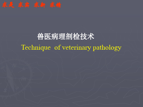 【病理课件PPT】 兽医病理剖检技术