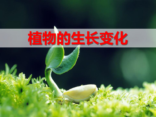 植物的生长变化-生长与变化PPT课件