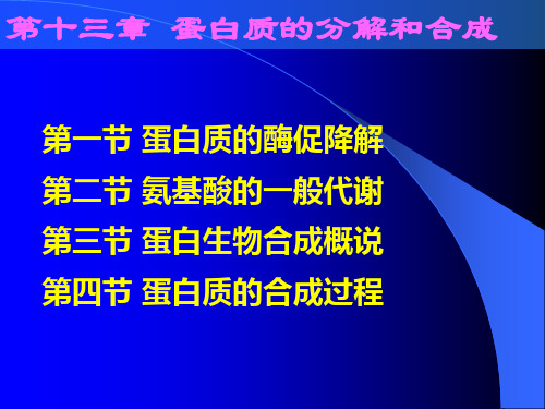 基础生物化学 第十三章-蛋白质的分解与合成