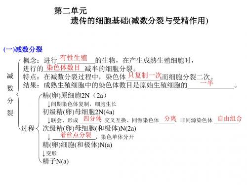 高考生物一轮复习课件： 第二单元 遗传的细胞基础(减数分裂与受精作用)  新人教版必修1