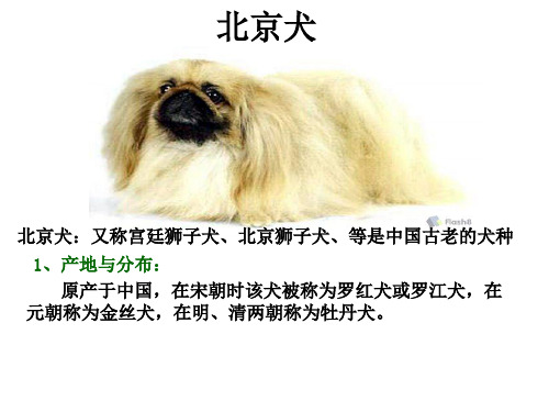 犬的品种