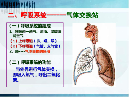 幼儿呼吸系统(完整版课件)