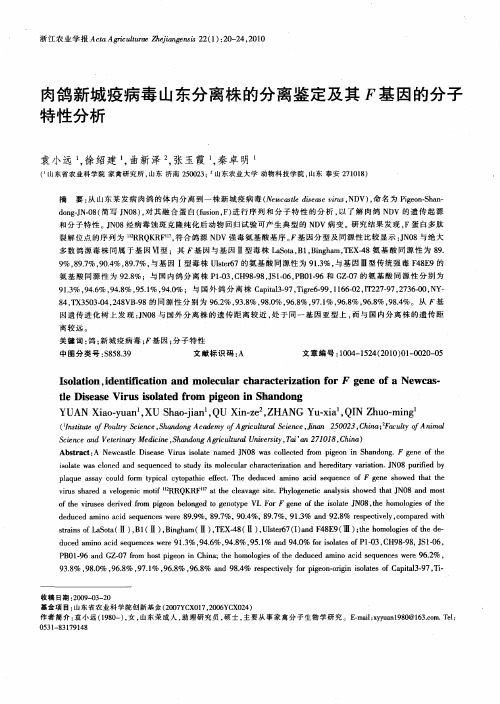 肉鸽新城疫病毒山东分离株的分离鉴定及其F基因的分子特性分析