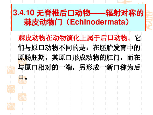 棘皮动物门