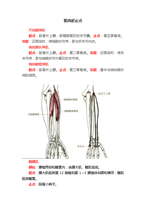 肌肉起止点