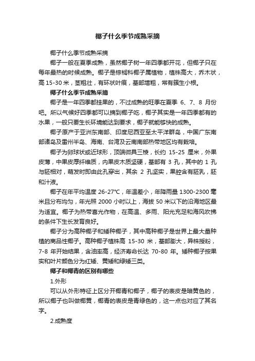 椰子什么季节成熟采摘