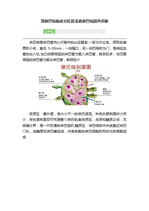 颈淋巴结临床分区及浅表淋巴结超声诊断