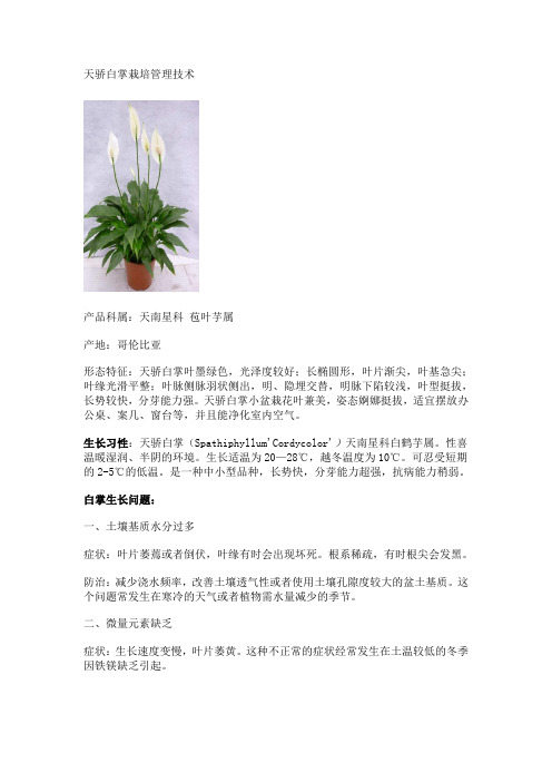 天骄白掌栽培管理技术