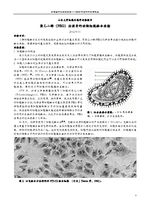 细胞生物学实验报告——动物细胞融合