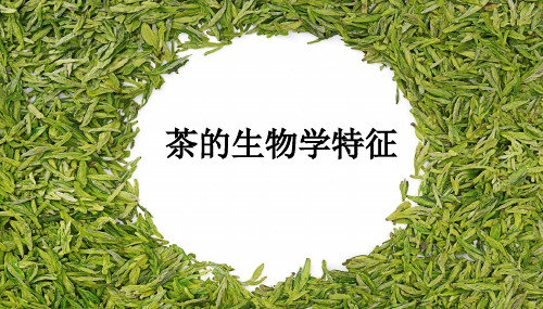 茶(茶树、茶叶)的生物学特征