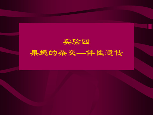 实验四 果蝇的杂交——伴性遗传