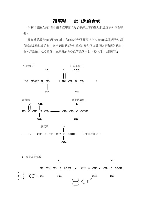 甜菜碱-----蛋白质的合成