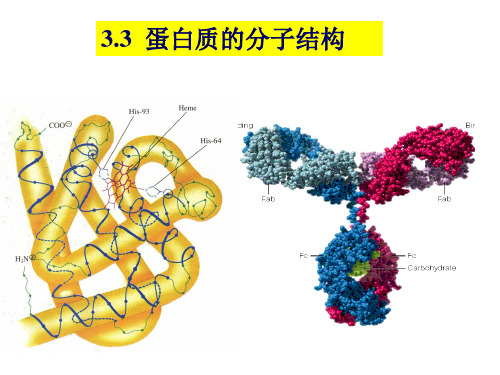 蛋白质结构