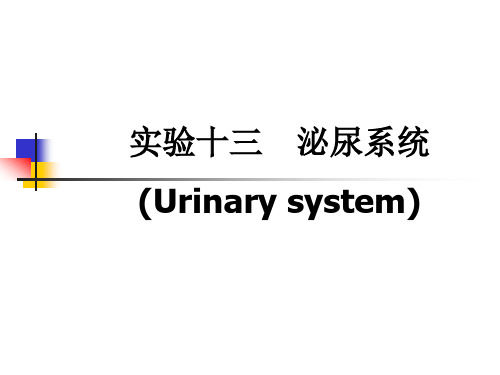 实验十三 泌尿系统